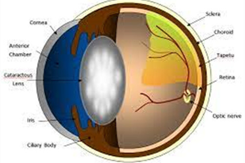 眼球晶体示意图