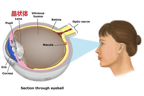 眼球晶状体示意图