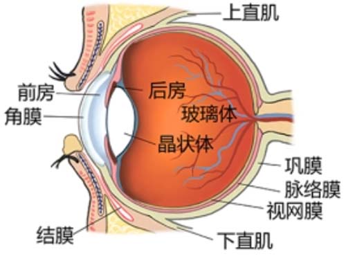 角膜疾病会不会遗传？能不能治好？